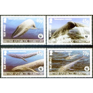 Fauna. WWF. Balenottera azzurra 2003.