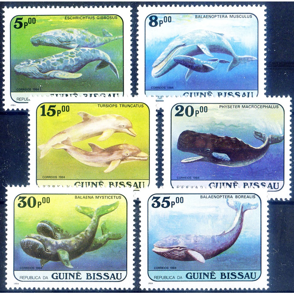 Fauna. Cetacei 1984.