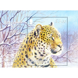 Fauna. Leopardo della Manciuria 2009.