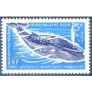 Fauna. Balena blu 1966.