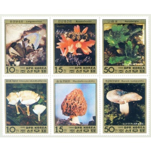 Funghi 1986.