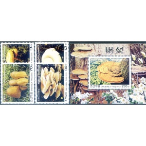 Funghi 2003.